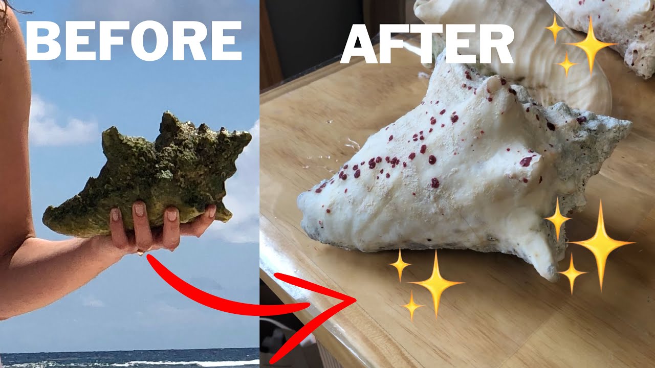 How to Clean and Preserve Sea Shells – Makers Workshop